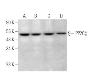 PP2C&zeta; Antibody (C-4) - Western Blotting - Image 369977 