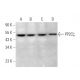 PP2Cζ Antibody (C-4) - Western Blotting - Image 369977 