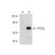 PP2Cζ Antibody (D-4) - Western Blotting - Image 286902