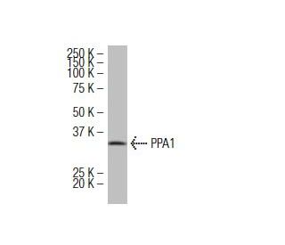 PPA1 Antibody (42K-7) - Western Blotting - Image 34197 