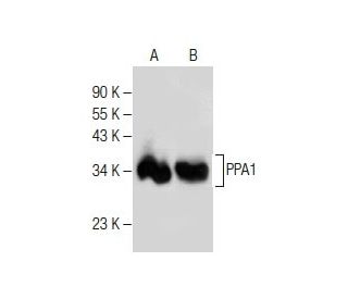 PPA1 Antibody (B-8) - Western Blotting - Image 281228 
