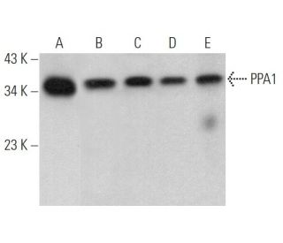 PPA1 Antibody (B-8) - Western Blotting - Image 367465