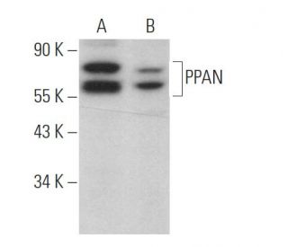 PPAN Antibody (C-7) - Western Blotting - Image 371358 