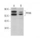 PPAN Antibody (C-7) - Western Blotting - Image 371358 
