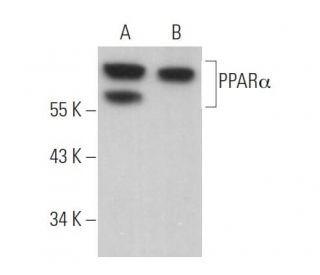 PPARα Antibody (H-2) - Western Blotting - Image 360925