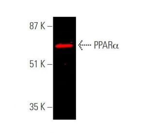 PPARα Antibody (H-2) - Western Blotting - Image 374258The Double Nickase Plasmid features a U6 promoter for sgRNA expression, a 20 nt targeting sequence, and a gRNA scaffold to guide Cas9n. It includes a CBh promoter for Cas9n (D10A) and puromycin resistance, GFP for transfection verification, and nuclear localization signals (NLS). The 2A peptide allows co-expression of Cas9n and Puro from a single promoter, enabling precise genome editing with reduced off-target effects.