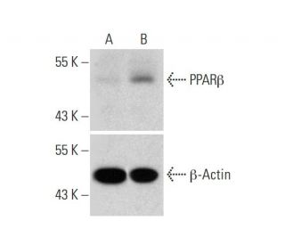 PPARβ CRISPR Activation Plasmid (h): sc-400523-ACT. Western blot analysis of PPARβ expression in non-transfected control (SAM Transcription Activation: SAM system utilizing dCas9-VP64, MS2-P65-HSF1, and sgRNA for precise gene transcription activation.