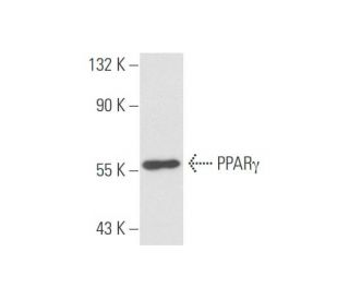 PPARγ Antibody (E-8) - Western Blotting - Image 57730