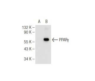 PPARγ<sub>2 Antibody (</sub>A-1) - Western Blotting - Image 93674