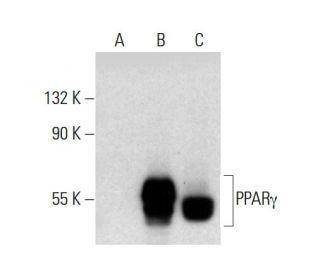 PPARγ Antibody (E-8) - Western Blotting - Image 136687