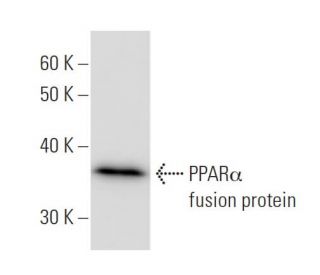 PPAR&alpha; Antibody (467D1a) - Western Blotting - Image 47864