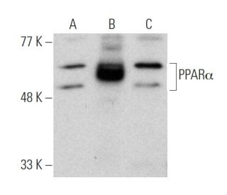 western blotting image from recommended PPAR&alpha; (H-2) monoclonal antibody replacement. Image 366651