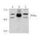 western blotting image from recommended PPARα (H-2) monoclonal antibody replacement. Image 366651