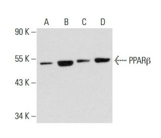 western blotting image from recommended PPAR&beta; (F-10) monoclonal antibody replacement. Image 137644