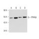 This polyclonal antibody has been discontinued. See our recommended <a href="pparbeta-antibody-f-10">PPARβ (F-10)</a> monoclonal antibody (sample data shown). western blotting image from recommended PPARβ (F-10) monoclonal antibody replacement. Image 137644