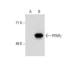 PPAR&gamma; Antibody (B-5) - Western Blotting - Image 134070 