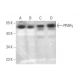 western blotting image from recommended PPARγ (E-8) monoclonal antibody replacement. Image 349914