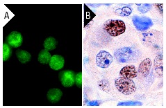 Anti-PPARγ Antibody (E-8) | SCBT - Santa Cruz Biotechnology