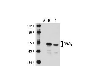PPARγ Antibody (E-8) - Western Blotting - Image 19945