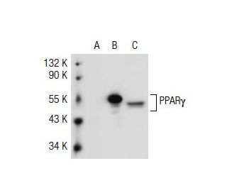 PPARγ Antibody (E-8) - Western Blotting - Image 37485