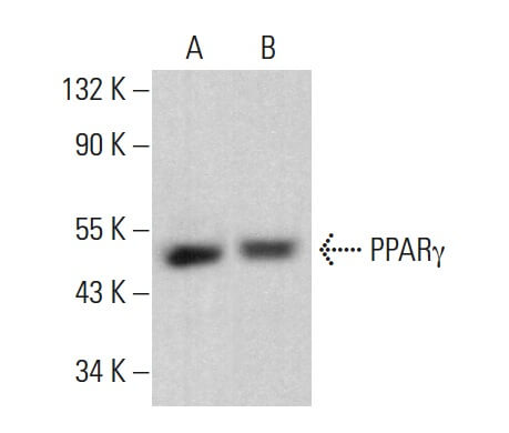 PPARγ Antibody (E-8) | SCBT - Santa Cruz Biotechnology