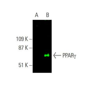 PPAR Antibody E 8 SCBT Santa Cruz Biotechnology