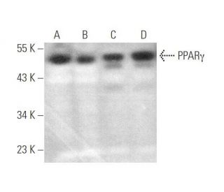 western blotting image from recommended PPAR&gamma; (E-8) monoclonal antibody replacement. Image 349914