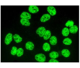 PPAR&gamma;<sub>2 Antibody (</sub>A-1) - Immunofluorescence - Image 293894 