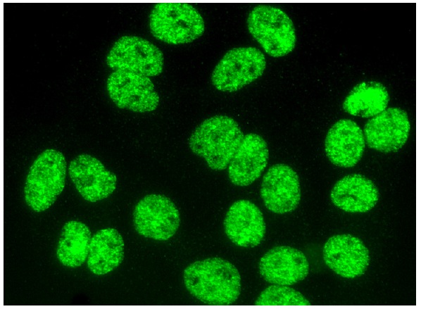 PPARγ2 Antibody (A-1) | SCBT - Santa Cruz Biotechnology