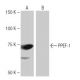 PPEF-1/PP7/PPEF1 Antibody (SW-67) - Western Blotting - Image 65040