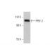 PPEF-2 Antibody (41) - Western Blotting - Image 346971