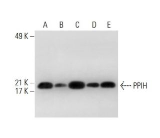 PPIH Antibody (C-1) - Western Blotting - Image 305978 
