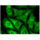 PPIH Antibody (G-6) - Immunofluorescence - Image 296855 