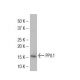 PPIL1 Antibody (LB-72) - Western Blotting - Image 34071