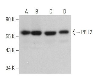 PPIL2 Antibody (A-9) - Western Blotting - Image 371706 