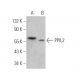 PPIL2 Antibody (D-8) - Western Blotting - Image 372439 