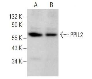 PPIL2 Antibody (D-8) - Western Blotting - Image 374930 