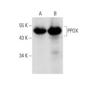 PPOX Antibody (C-12): sc-271768