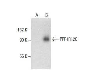 PPP1R12C Antibody (H-10) - Western Blotting - Image 304490