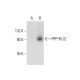 PPP1R12C Antibody (H-10) - Western Blotting - Image 304490