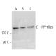 PPP1R26 Antibody (H-2) - Western Blotting - Image 332738