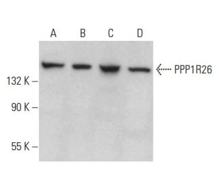 PPP1R26 Antibody (H-2) - Western Blotting - Image 374919 