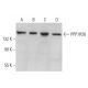 PPP1R26 Antibody (H-2) - Western Blotting - Image 374919 