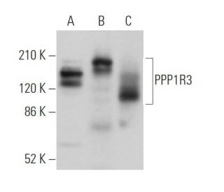 PPP1R3 Antibody (C-8) - Western Blotting - Image 367488 