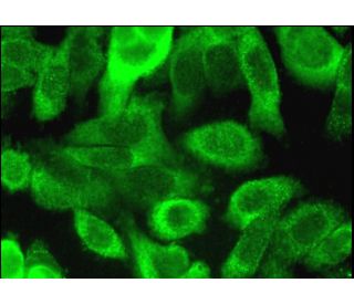 PPPDE2 Antibody (A-6) - Immunofluorescence - Image 384211 