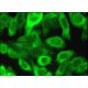 PPPDE2 Antibody (A-6) - Immunofluorescence - Image 384211 