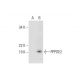 PPPDE2 Antibody (A-6) - Western Blotting - Image 299180