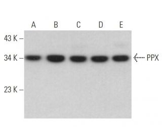 western blotting image from recommended PPX (C-6) monoclonal antibody replacement. Image 359324