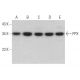 western blotting image from recommended PPX (C-6) monoclonal antibody replacement. Image 359324