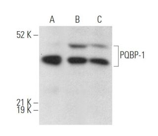 PQBP-1 Antibody (G-12) - Western Blotting - Image 372091 